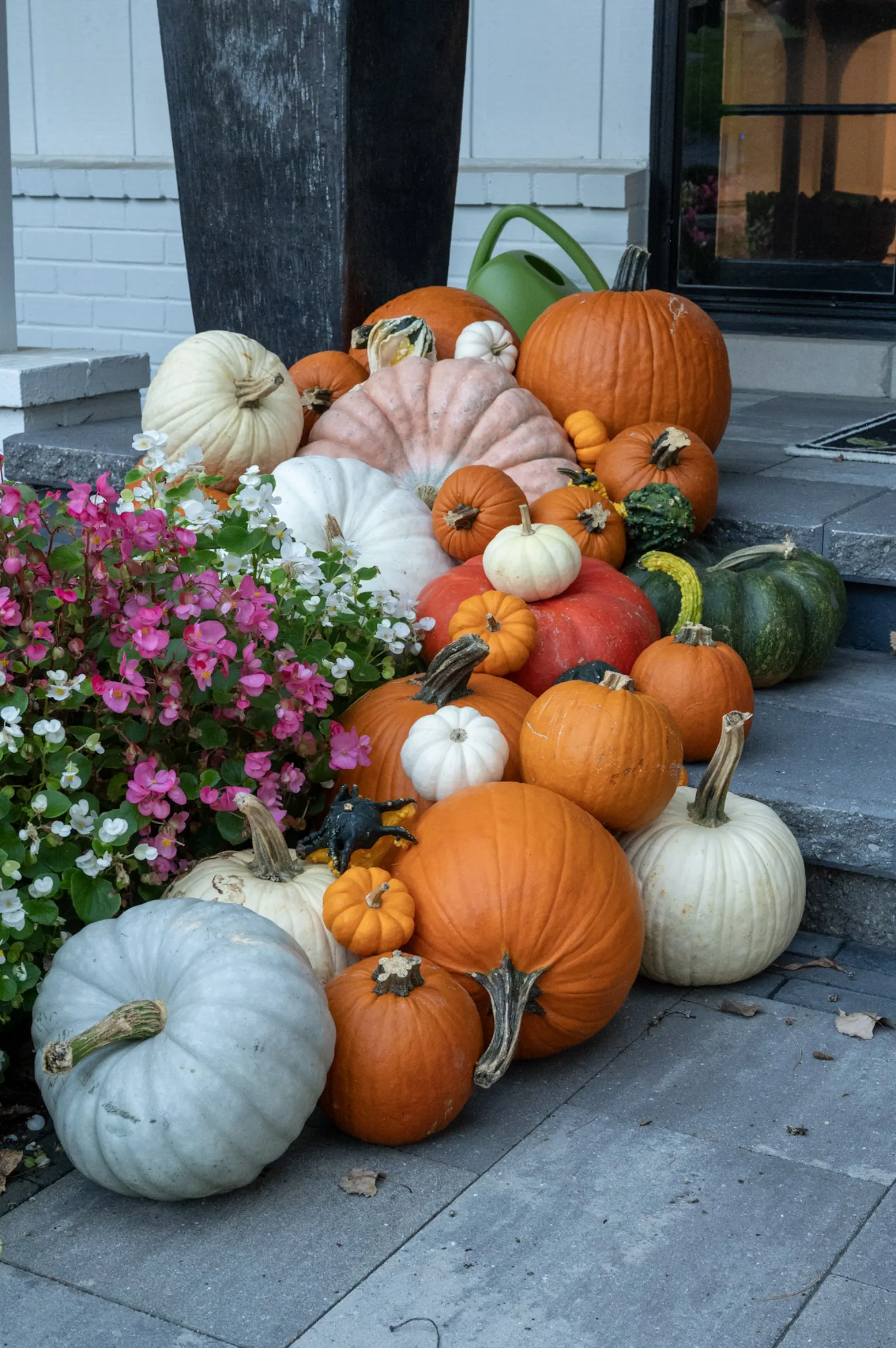 Heirloom pumpkin close-up with pink begonias and white mini pumpkins on modern porch steps in Bloomfield Hills MI