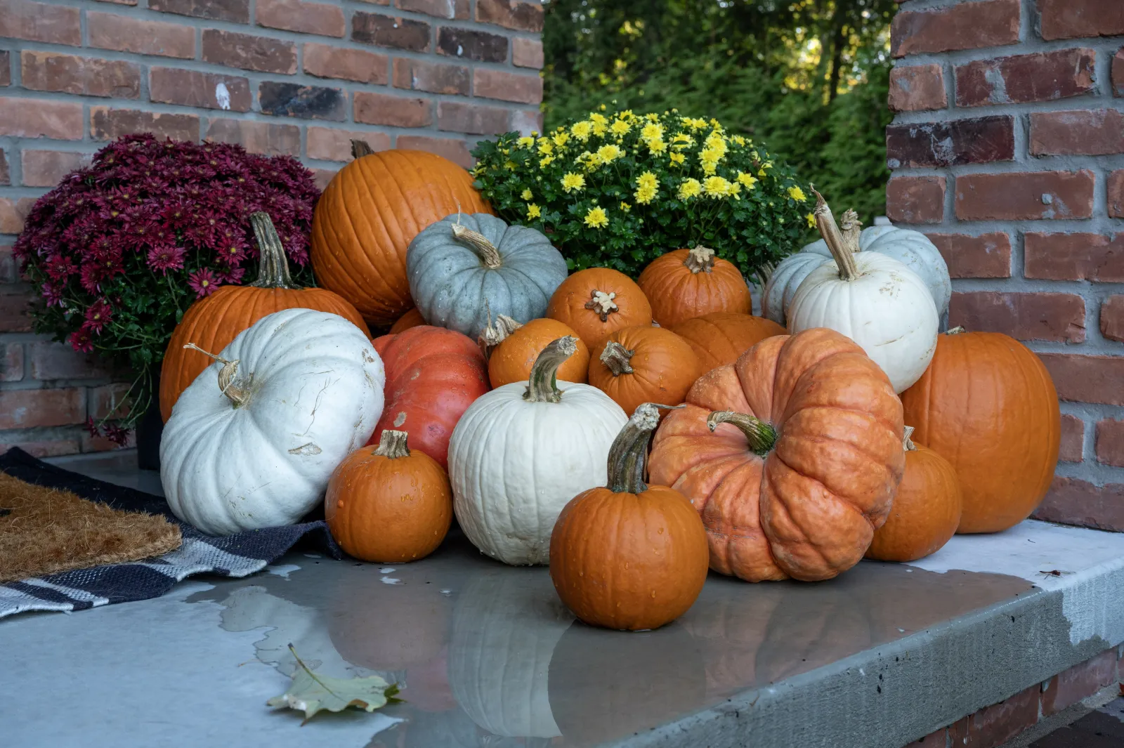 Fall pumpkin delivery with burgundy mums in Grosse Pointe MI