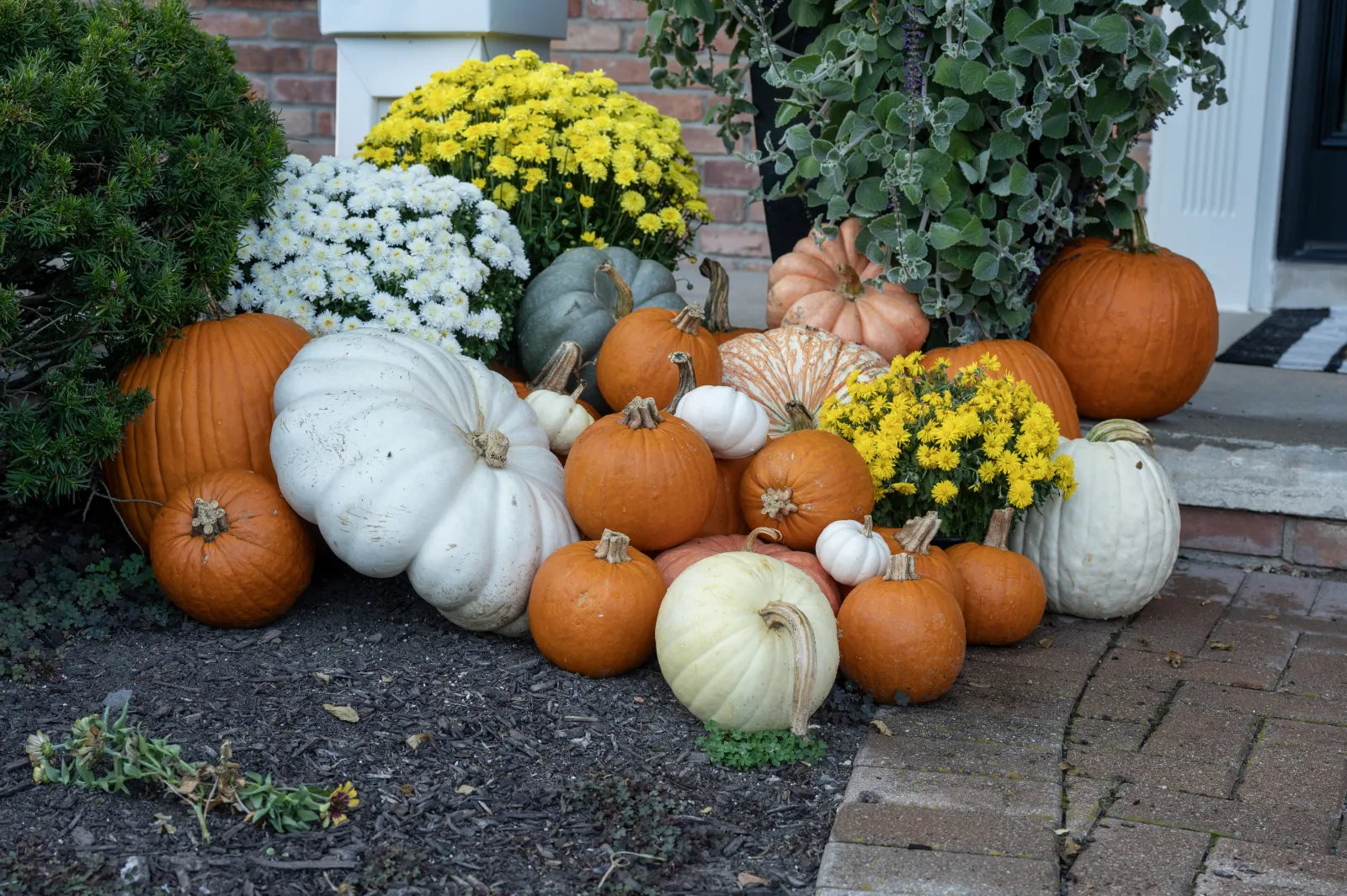 White and orange pumpkin display with yellow mums in Birmingham MI