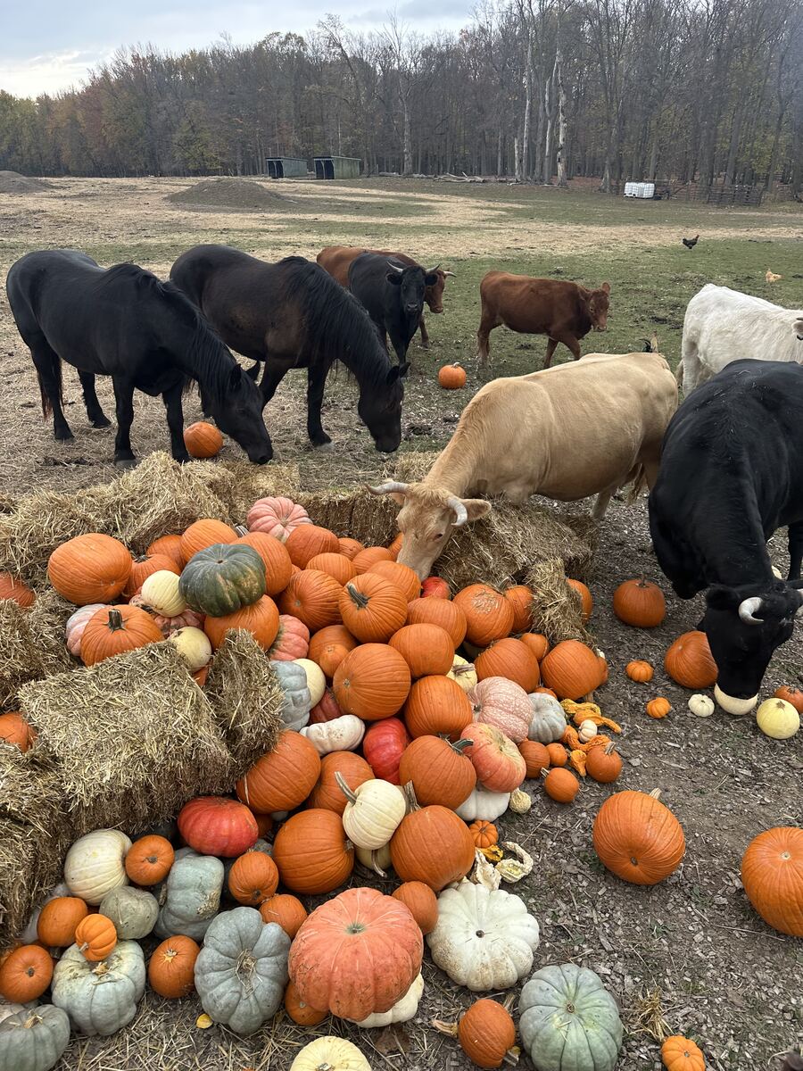 Horses and cows eating donated pumpkins at a local Michigan farm