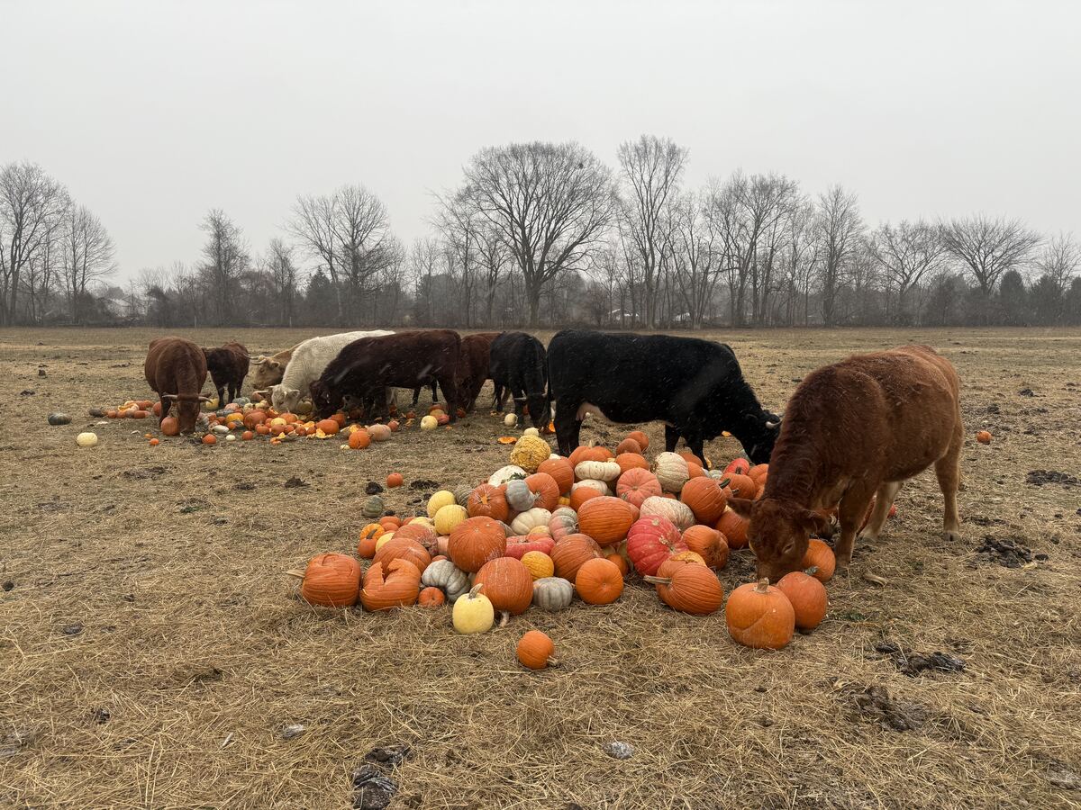 Cows grazing on pumpkins donated by Detroit Pumpkin Company